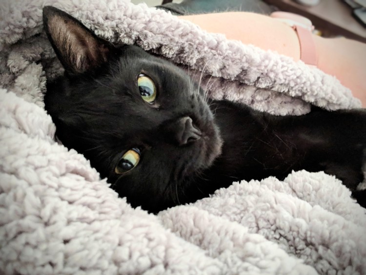 Охос азулес кошка черная