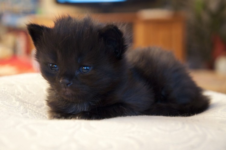 Милые чёрные котята