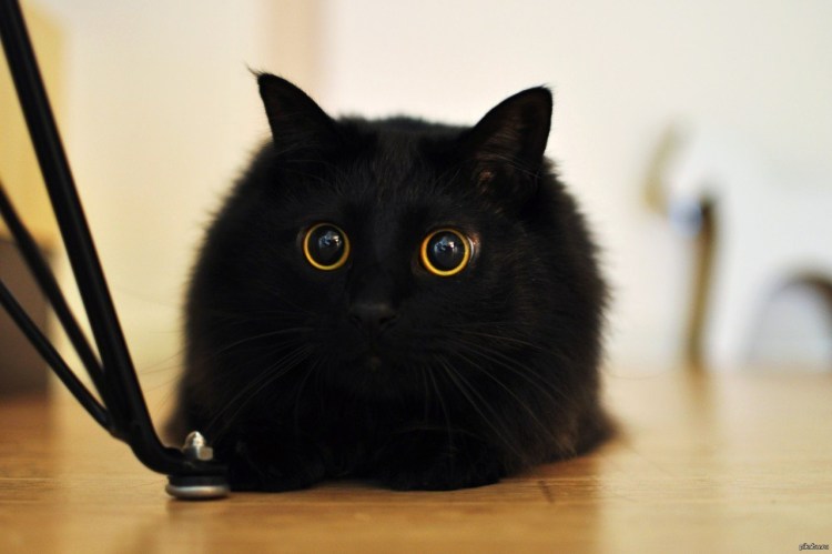Смешной черный кот