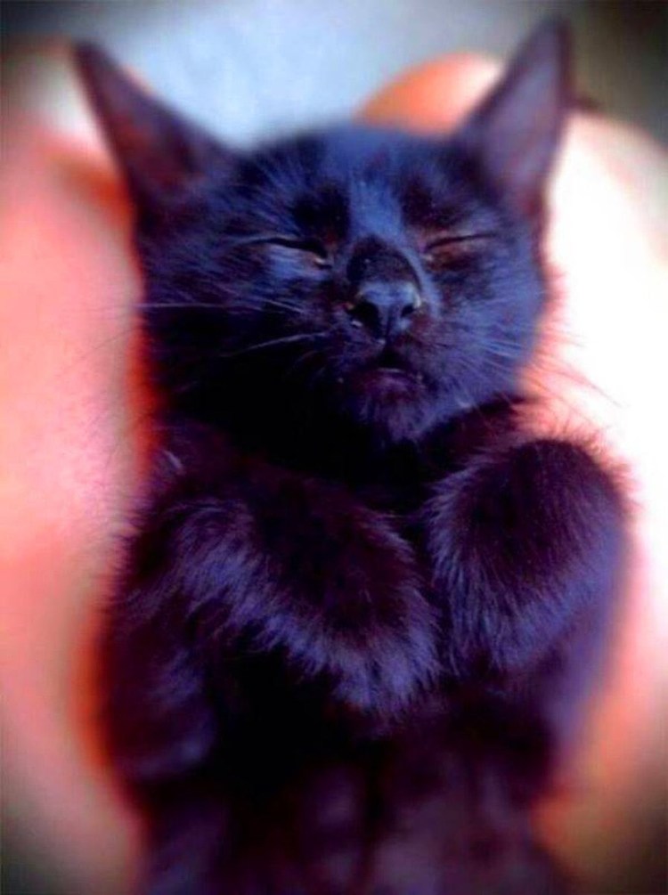 Черненький котенок