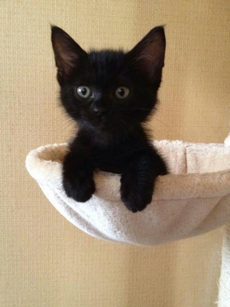 Черный кот спит