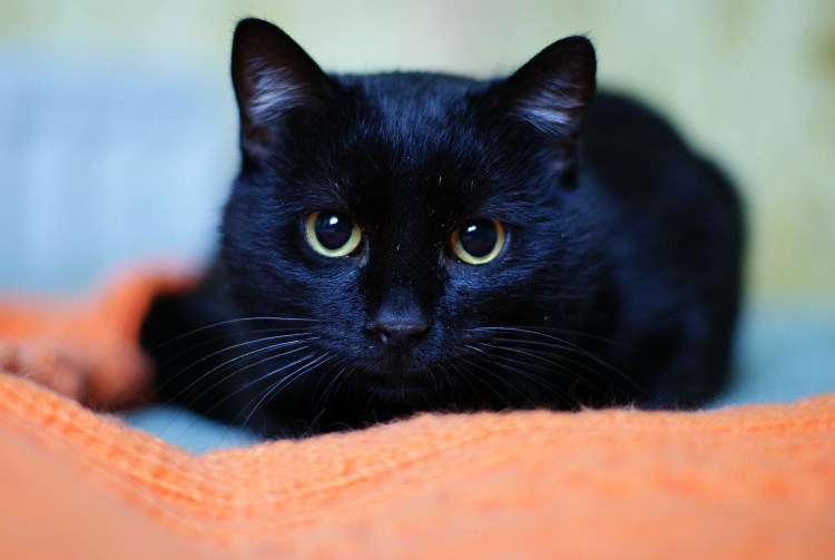 Маленькие чёрные пушистые котята