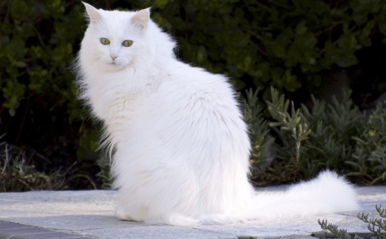 Турецкая ангора белая