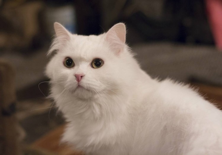 Персидская кошка альбинос