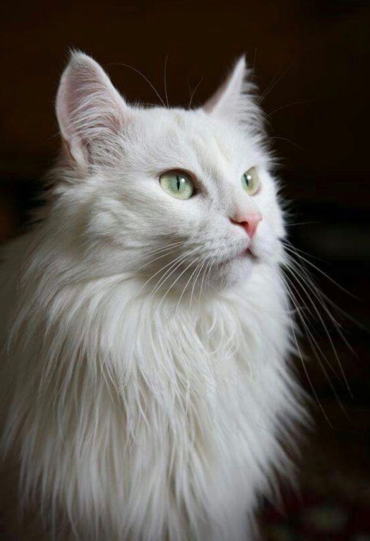 Персидские и ангорские кошки белые