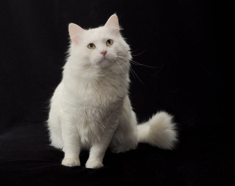 Сибирская ангорская кошка белая