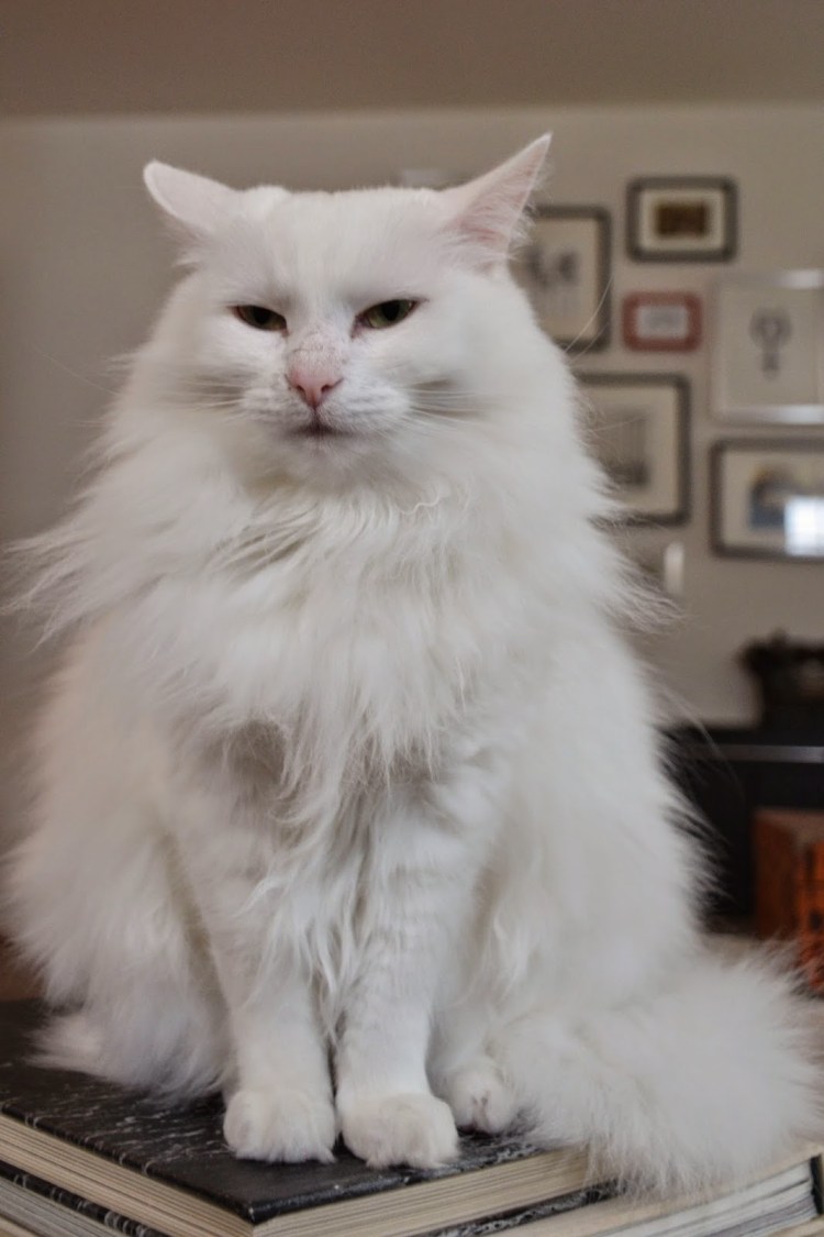 Персидская кошка белая