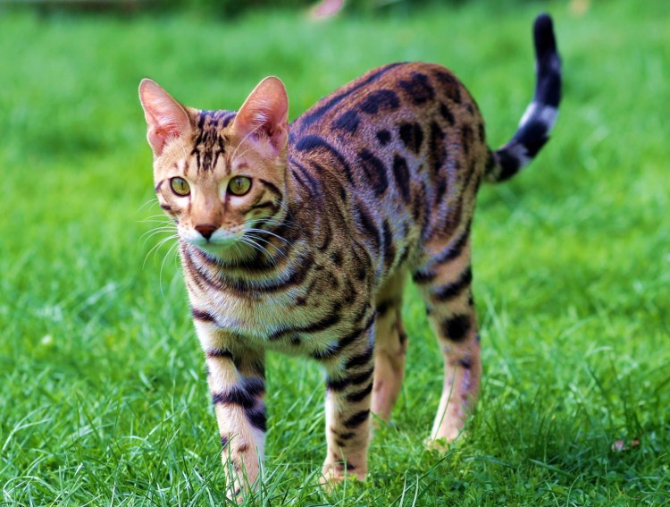 Ориентальная порода кошек