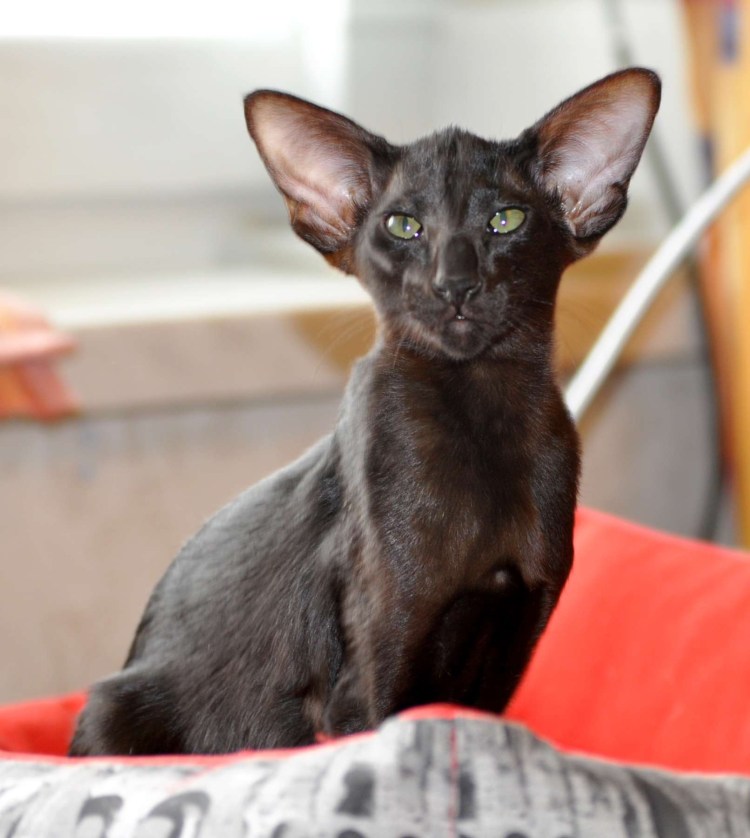 Ориентал эбони