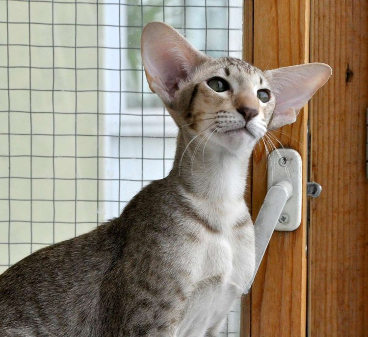 Ориентальная короткошерстная кошка