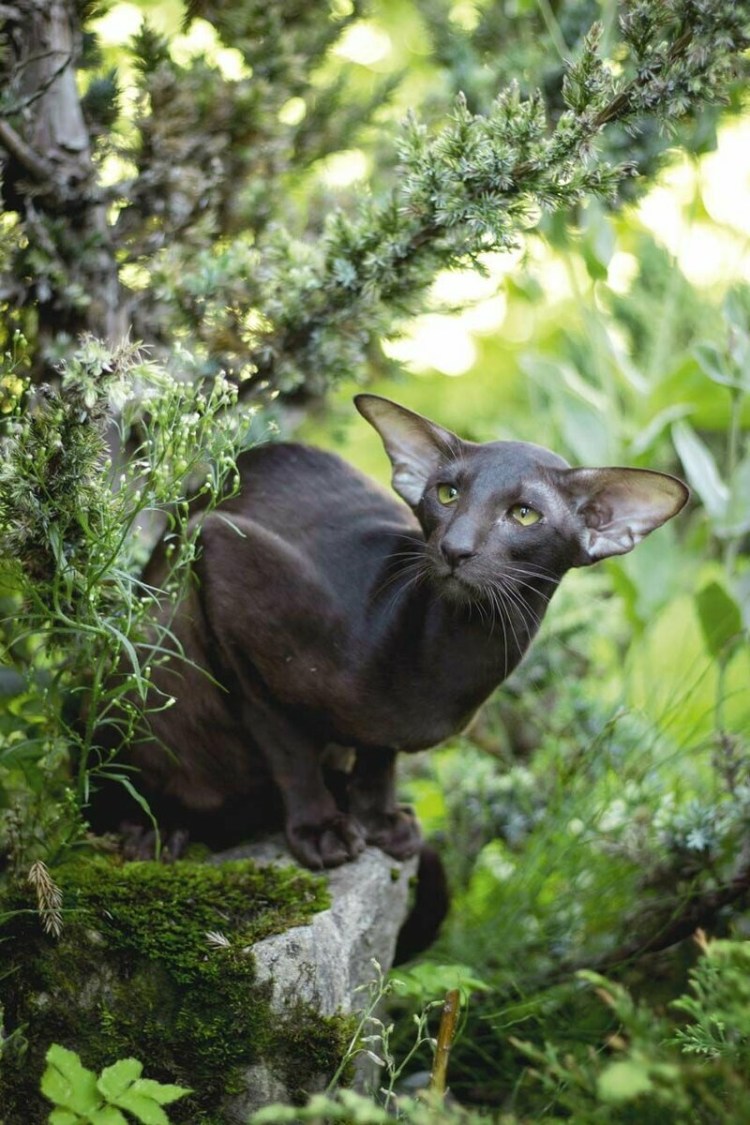 Ориенталы эбони