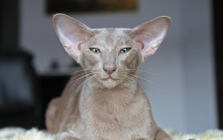 Кот Ориентал