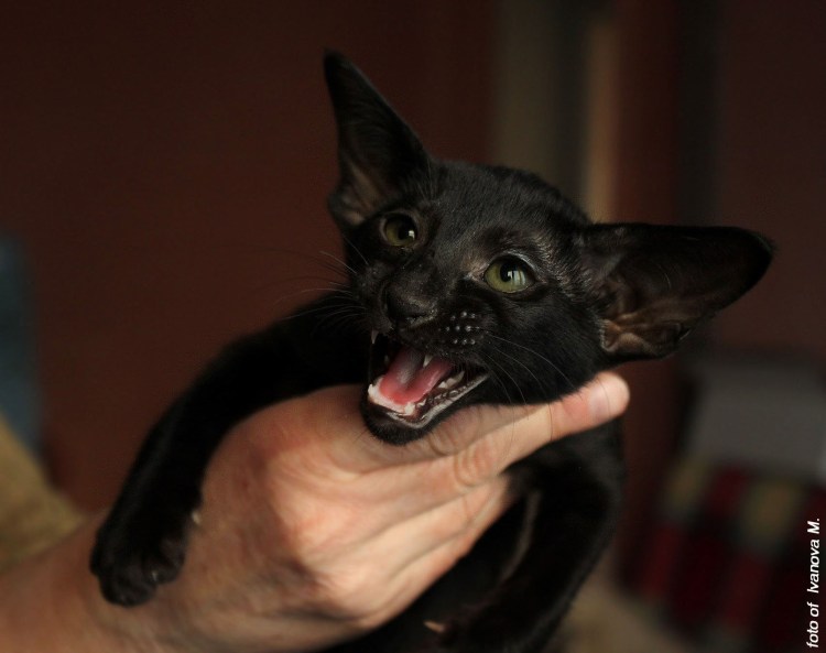 Яванез рыжий