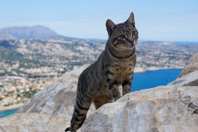 Ориентальные абиссинцы