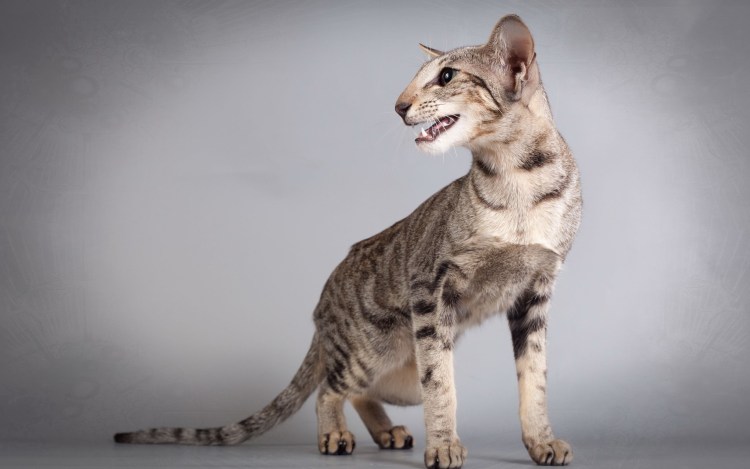 Белкальски кошка короткошерстная