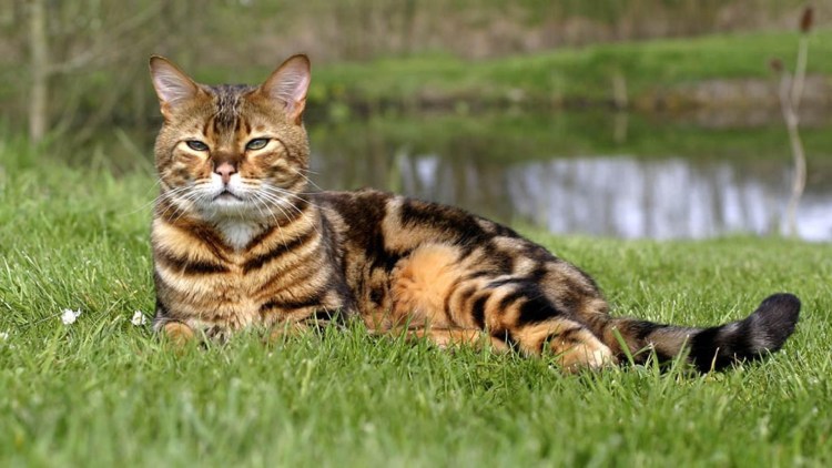 Ориентал кот Гавана