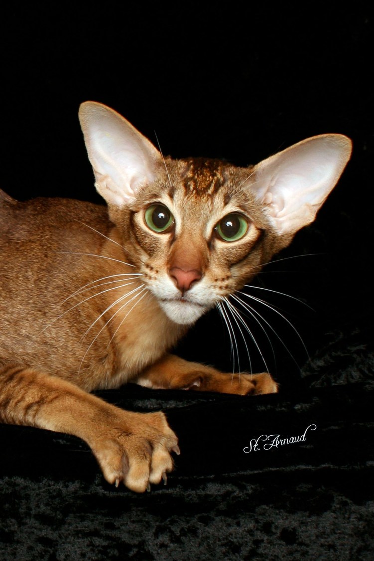 Ориентальная кошка котята