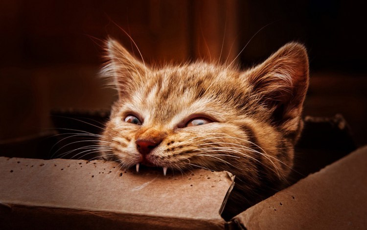 Смешнейшие котики