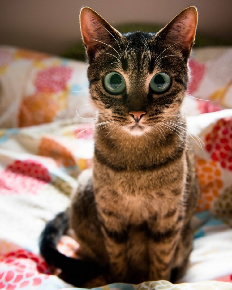 Котики смешные