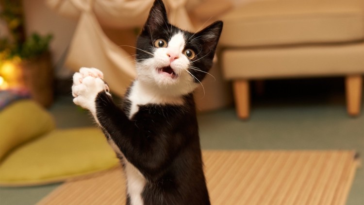 Прикольные кошки