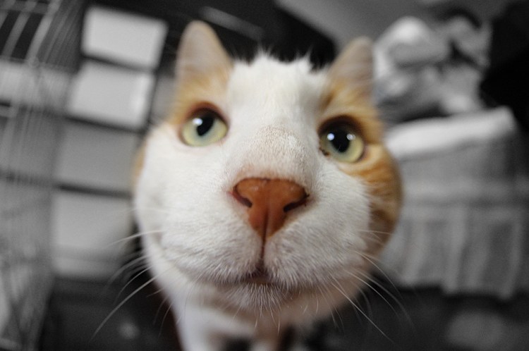 Смешные морды котов