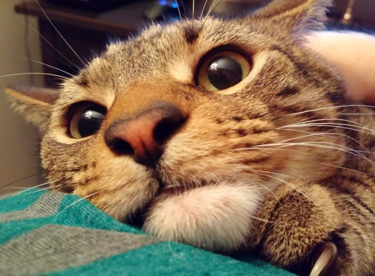 Приколы про кошек