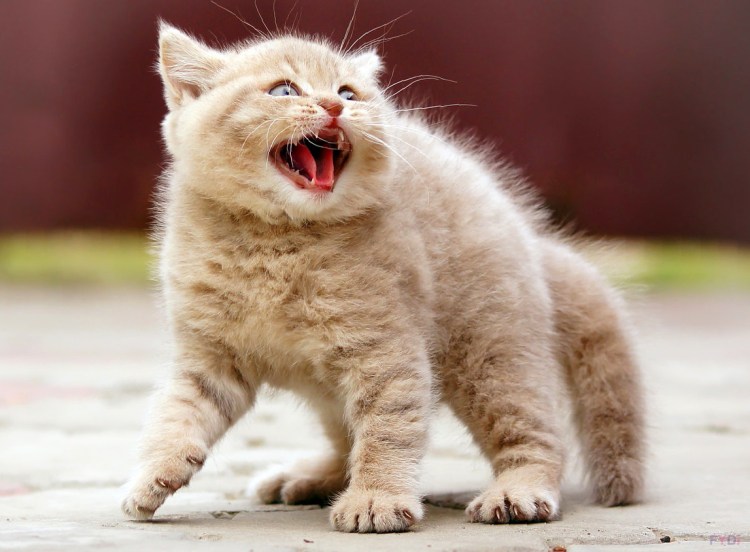 Испуганный кот