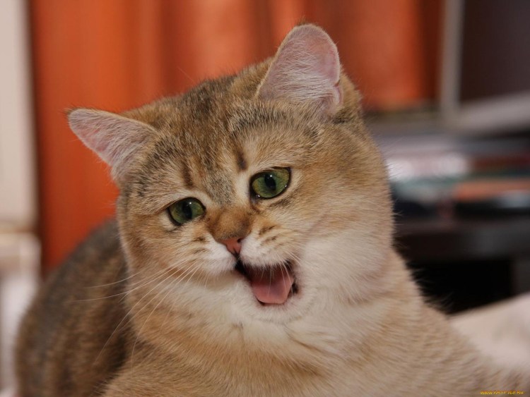 Смешной кот