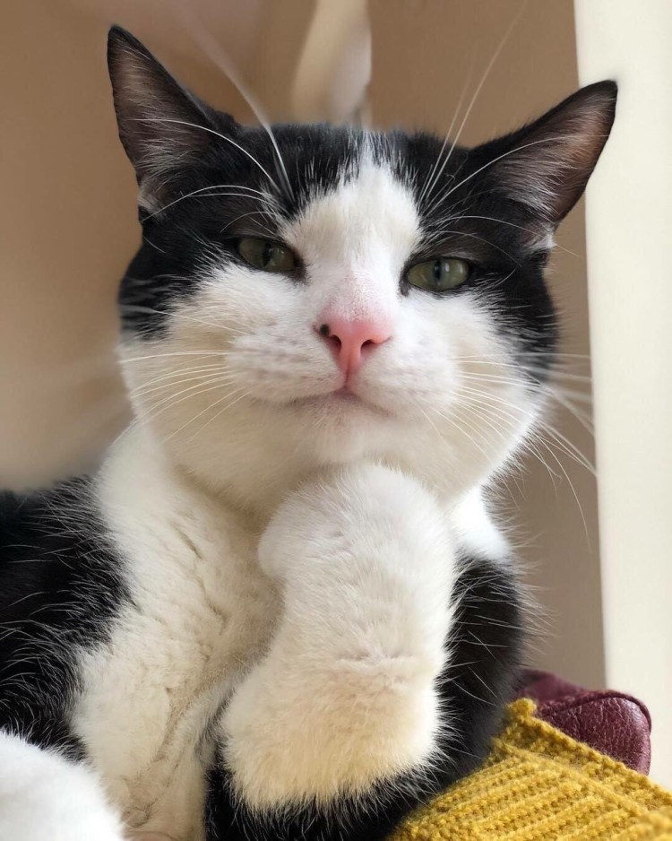 Довольная морда