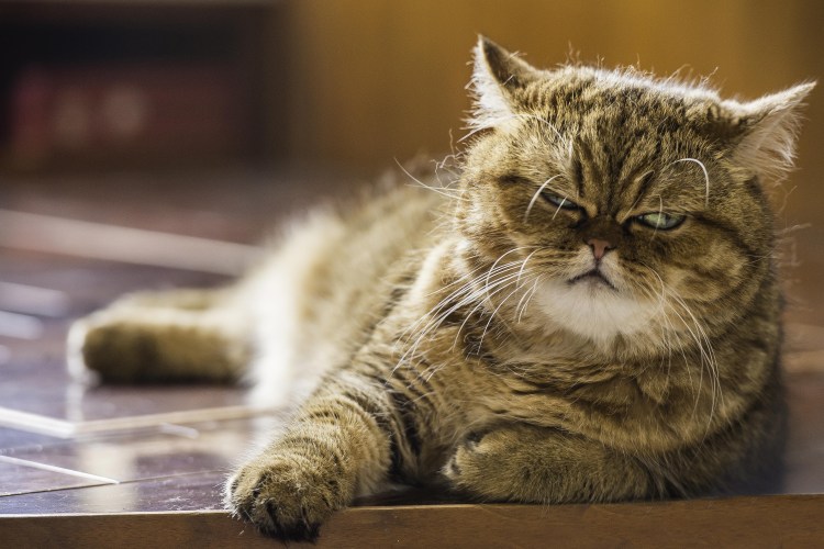 Прикольный кот