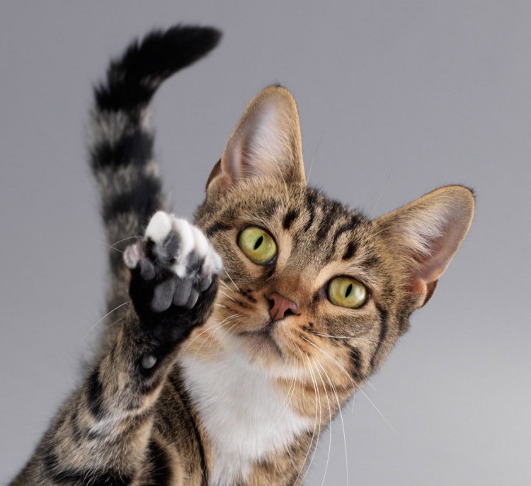 Классные кошки