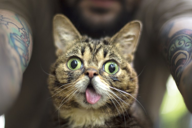 Прикольный кот