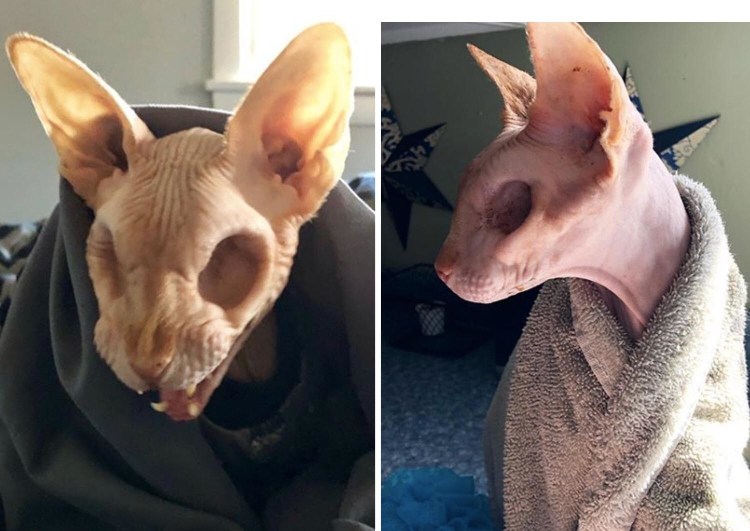 Сфинкс Джаззи