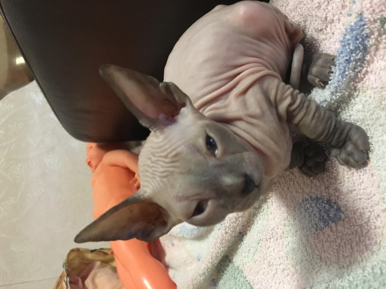 Джаспер безглазый сфинкс