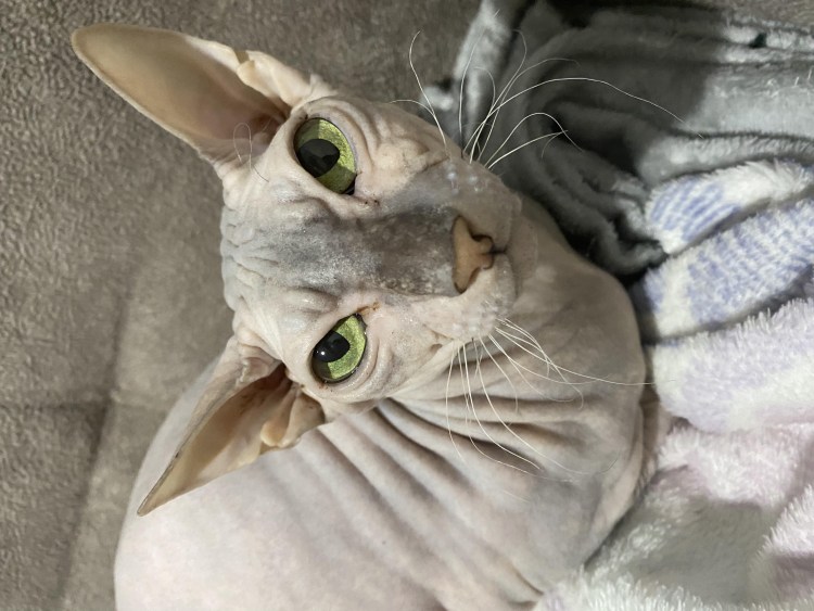 Большой сфинкс Египет внутри