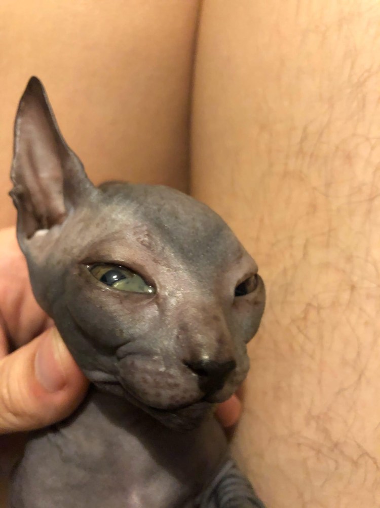 Сфинкс селекция