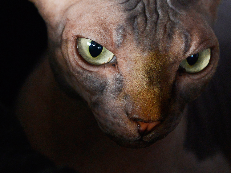 Сфинкс с закрытыми глазами