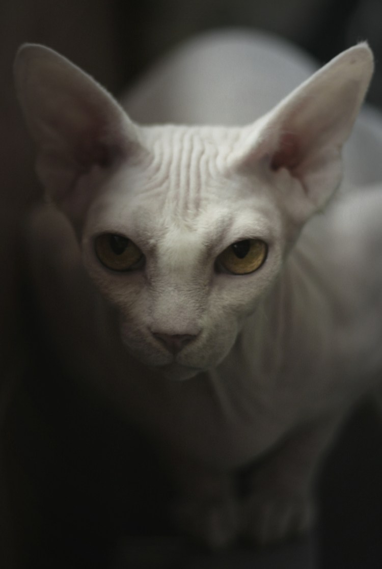 Адольф Гитлер на фоне сфинкса в Египте