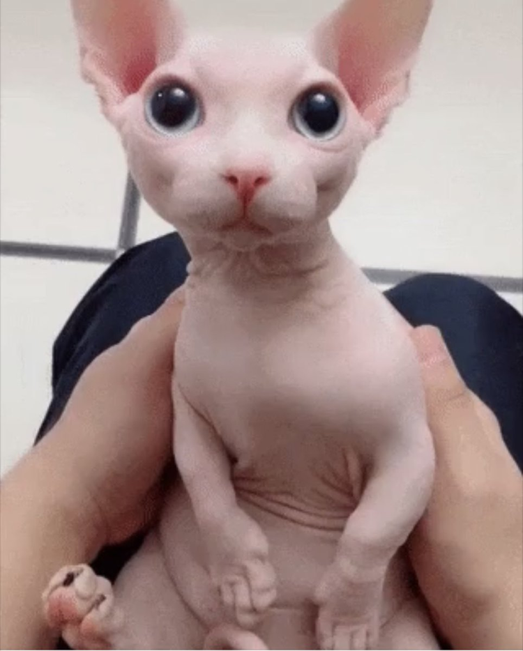 Маделин Мари в костюме женщины кошки