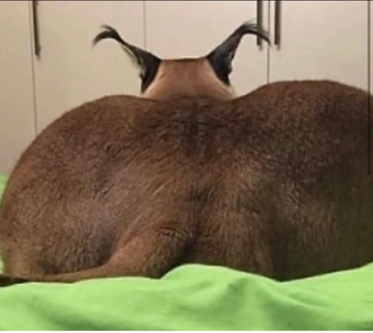 Костюм Secret Wishes Catwoman