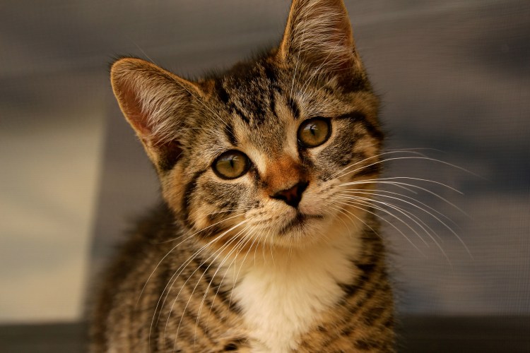 Кошка с карими глазами