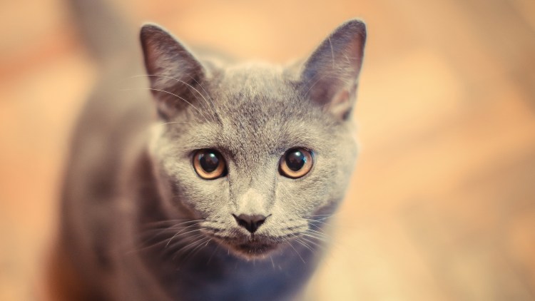 Европейская короткошерстная кошка рыжая