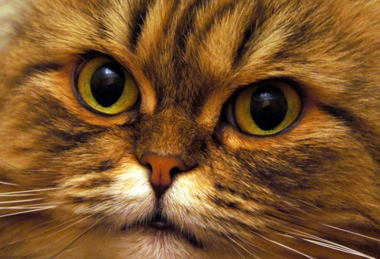 Злая Британская короткошерстная кошка