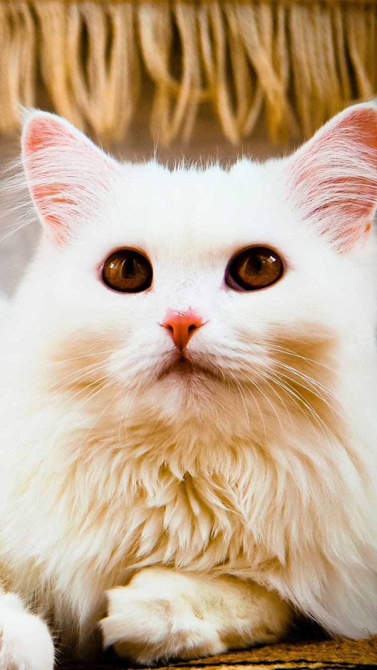 Британский кот с янтарными глазами