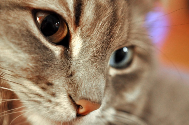 Сибирская кошка гладкошерстная