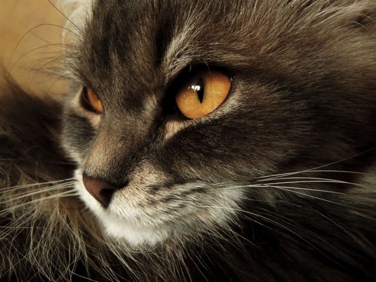 Кошка с карими глазами