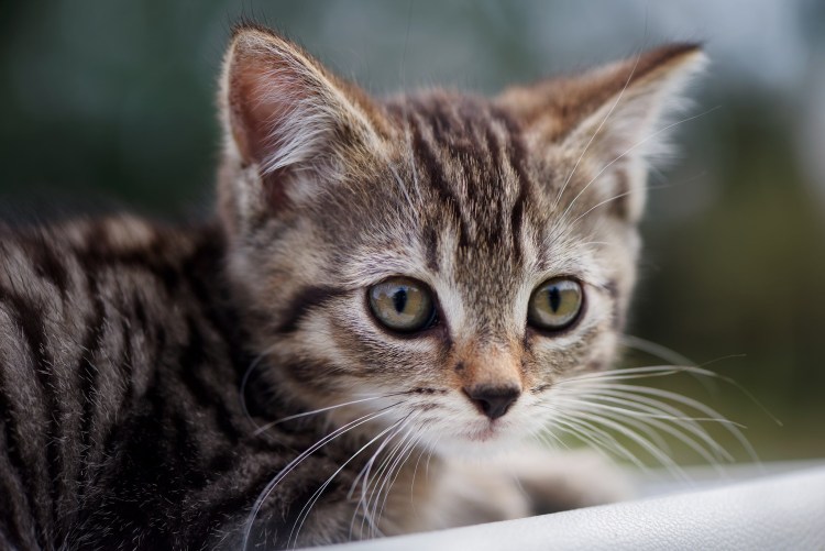 Кареглазые кошки