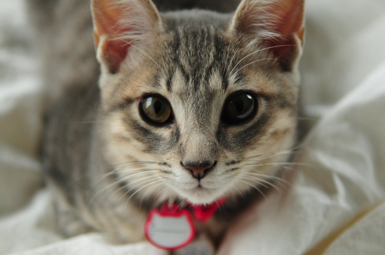 Коты с коричневыми глазами