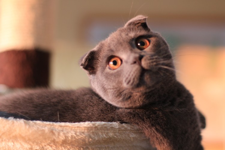 Серый кот с карими глазами