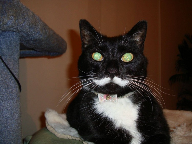 Необычные расцветки кошек